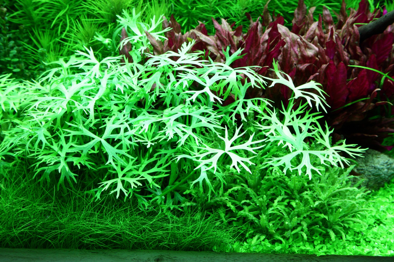 Ranunculus inundatus